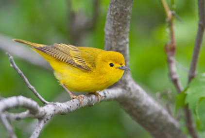 Georgia Mountain BirdFest 2011 - Muscogee Moms | Local Events