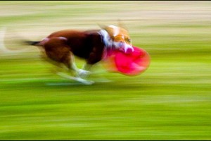 frisbee-dog-600x400