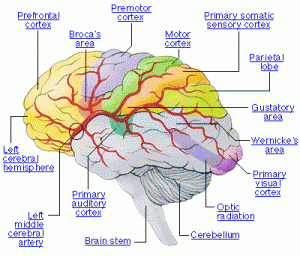 ama_brain_stroke_lev20_thebraineffectsstroke_01