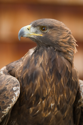 Raptor Release