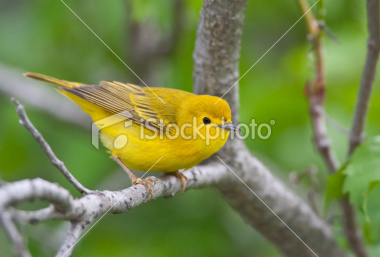 Georgia Mountain BirdFest 2011