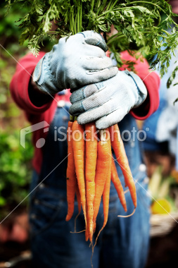 Vegetable Gardening A to Z @ Callaway Gardens