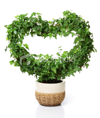 Topiary Wreath Workshop