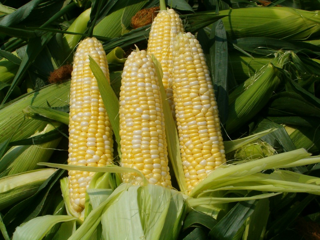 Sweet Corn Festival