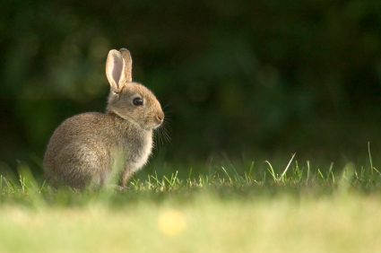 Don’t Rescue Orphaned Wildlife