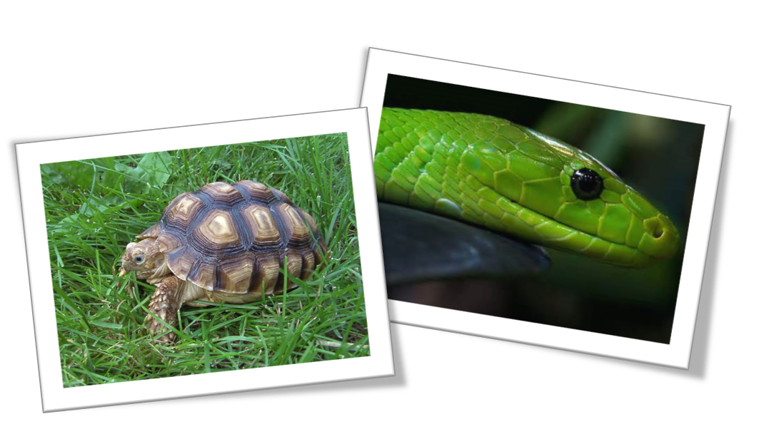 Remarkable Reptiles at FDR State Park (Pine Mountain, GA)