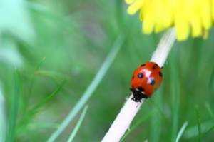 Ladybird and dandelion